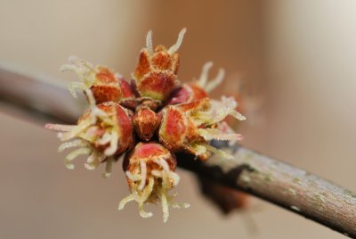 Acer saccharinum 'Wieri' - javor stříbrný 'Wieri' - květenství detail